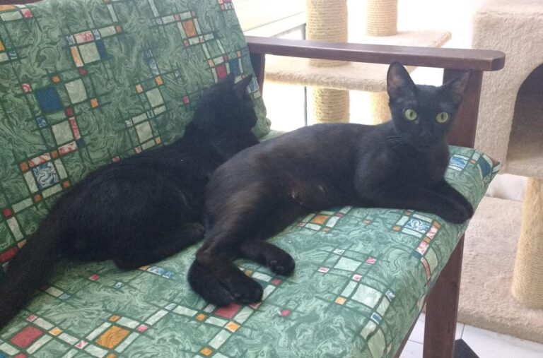 multimedia-foto42919-721-3