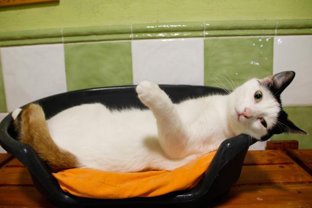 multimedia-foto43019-334-3