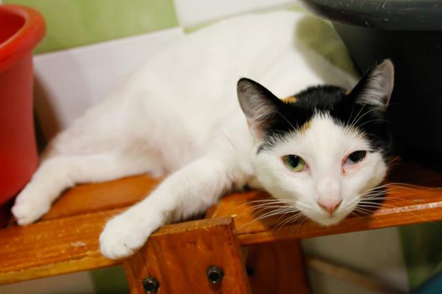 multimedia-foto43020-334-3