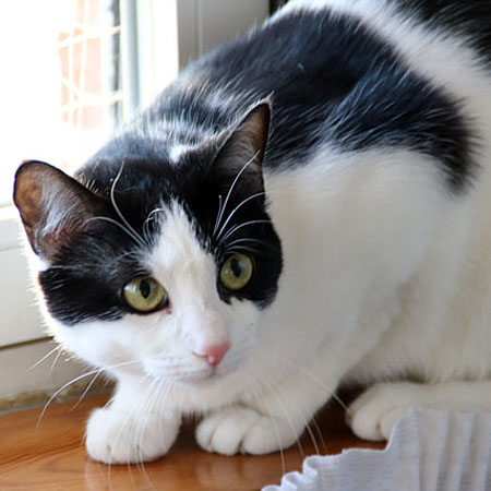 multimedia-foto43042-225-3