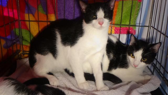 multimedia-foto43043-225-3