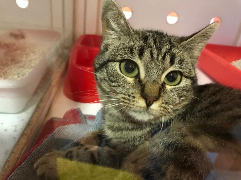 multimedia-foto43047-721-3