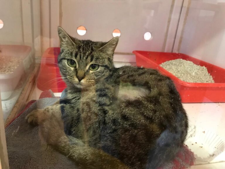 multimedia-foto43048-721-3