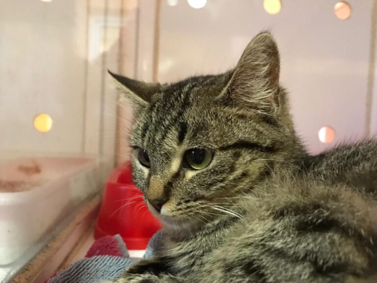 multimedia-foto43050-722-3