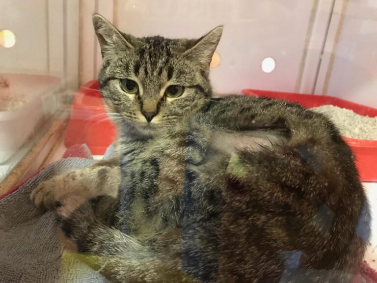 multimedia-foto43051-745-3