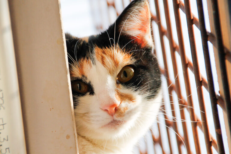 multimedia-foto43054-604-3