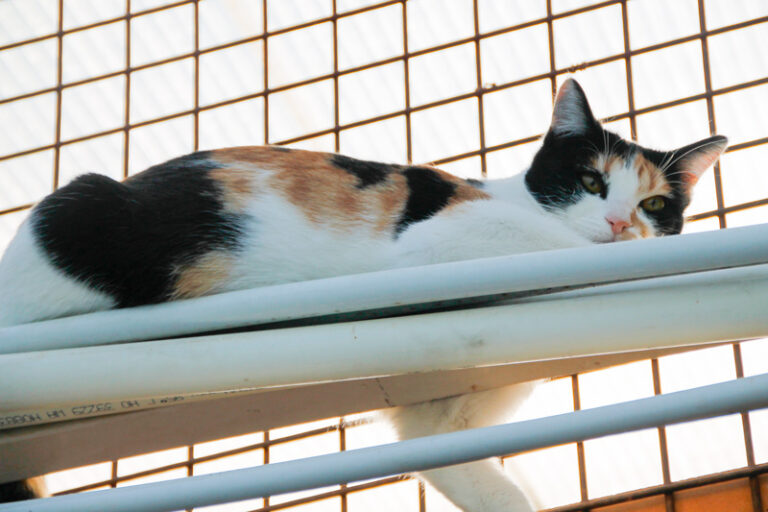 multimedia-foto43055-604-3