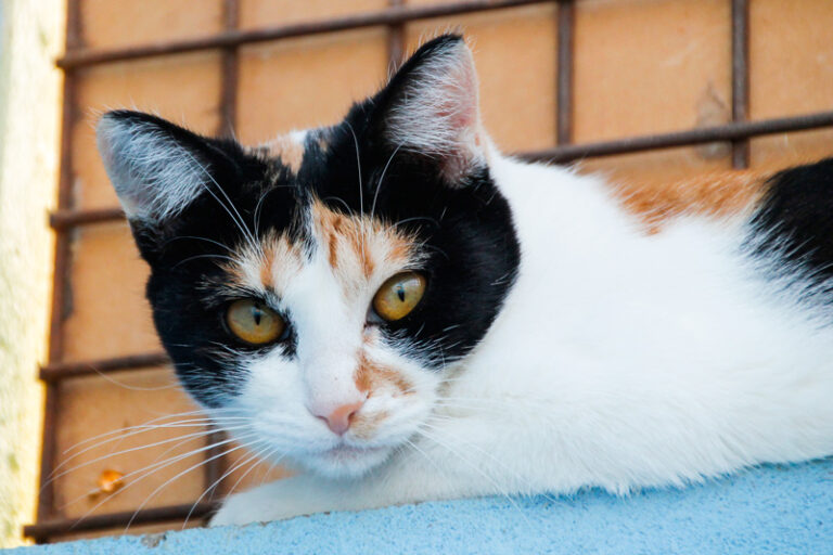 multimedia-foto43056-605-3