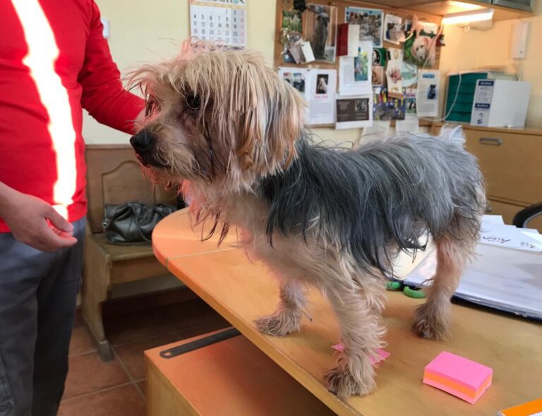 multimedia-foto43060-768-3