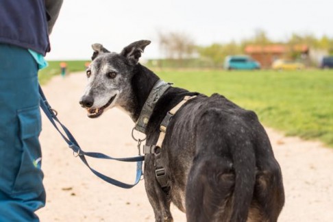 multimedia-foto43118-37-3