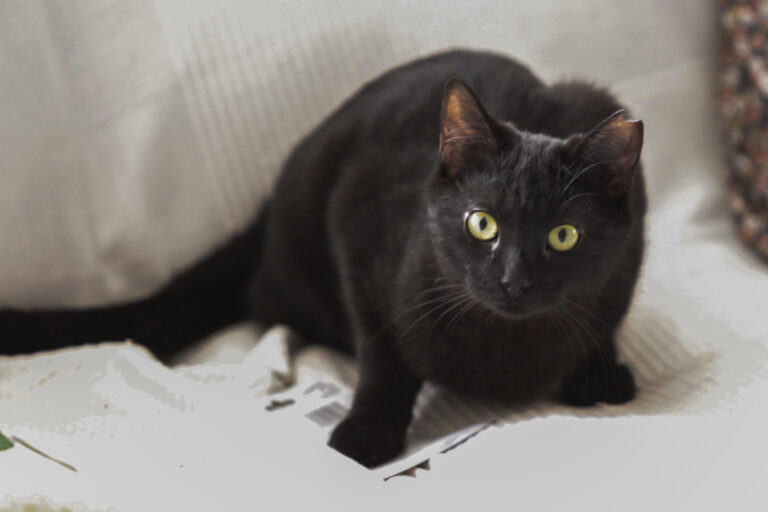 multimedia-foto43132-15-3