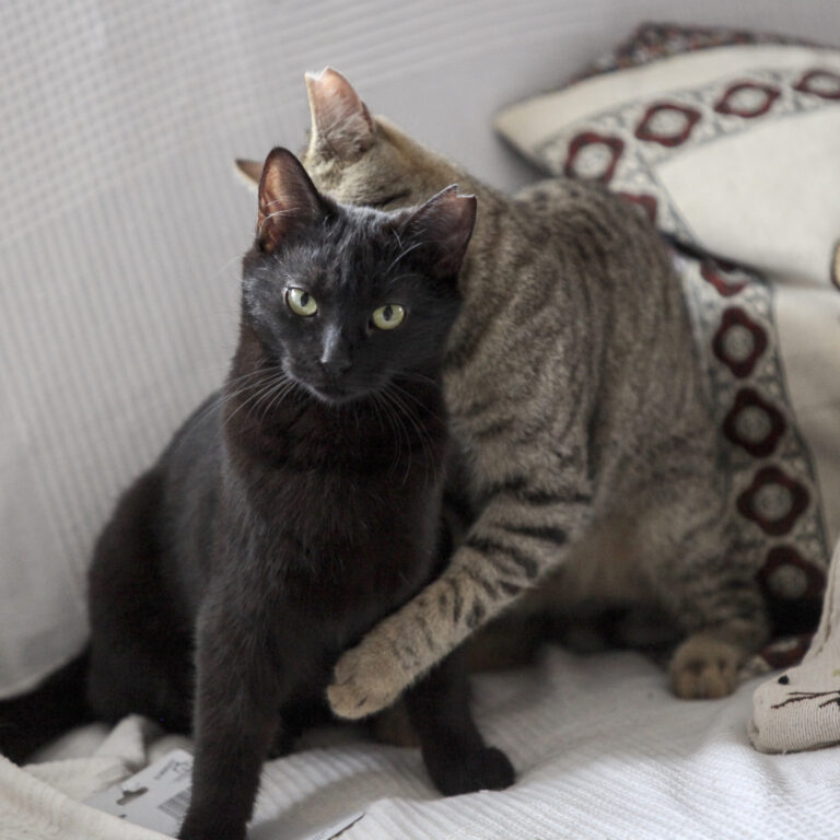 multimedia-foto43133-16-3