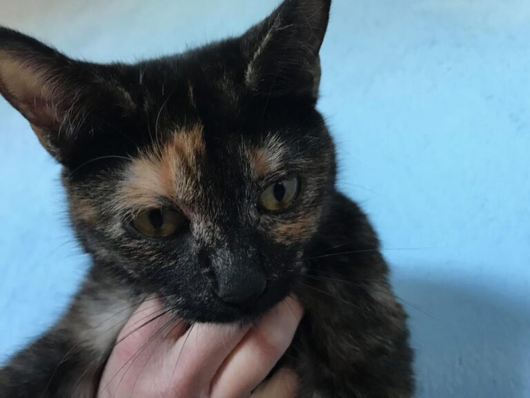 multimedia-foto43141-176-3