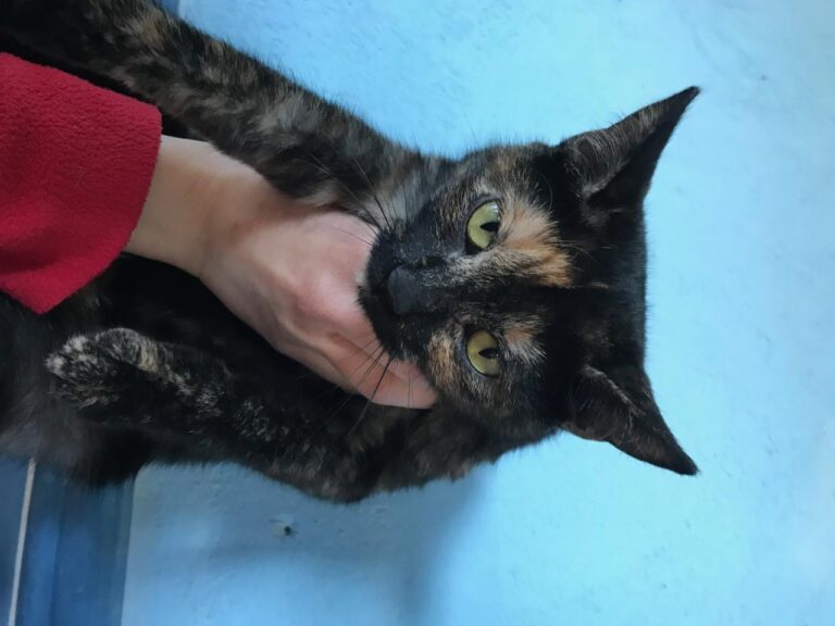 multimedia-foto43143-178-3