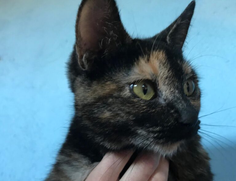 multimedia-foto43144-178-3