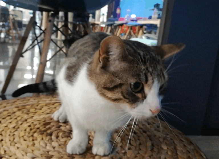 multimedia-foto43231-74-5