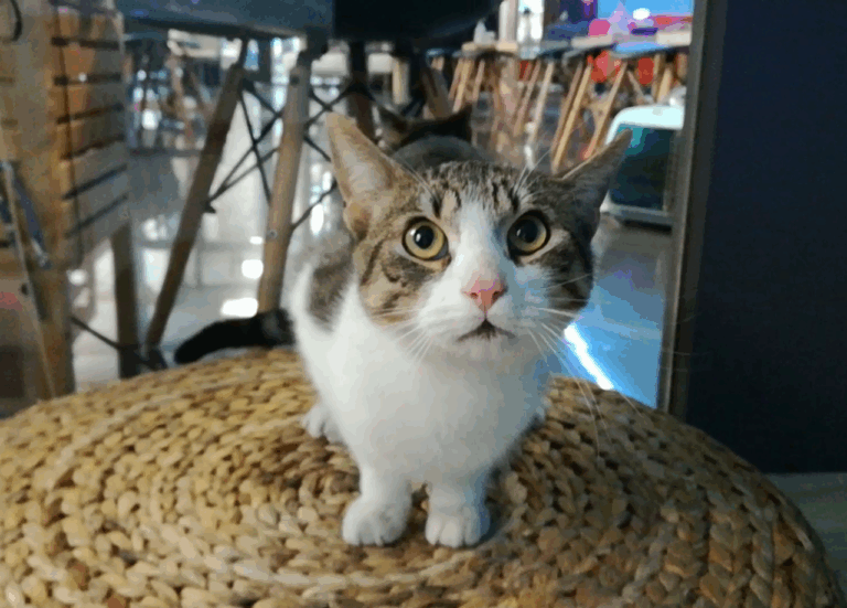 multimedia-foto43232-75-4