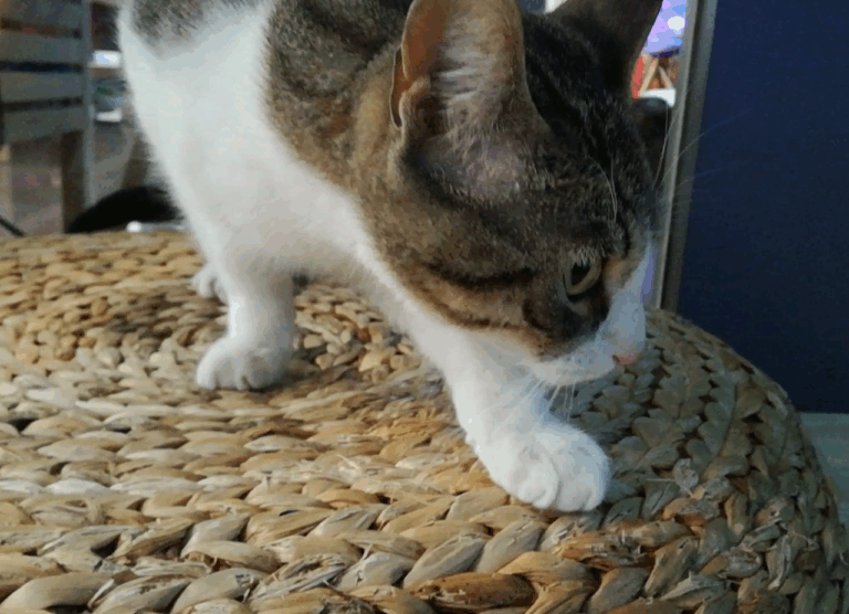 multimedia-foto43233-76-5