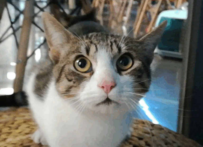 multimedia-foto43234-77-5