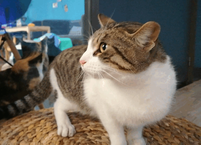 multimedia-foto43235-98-5