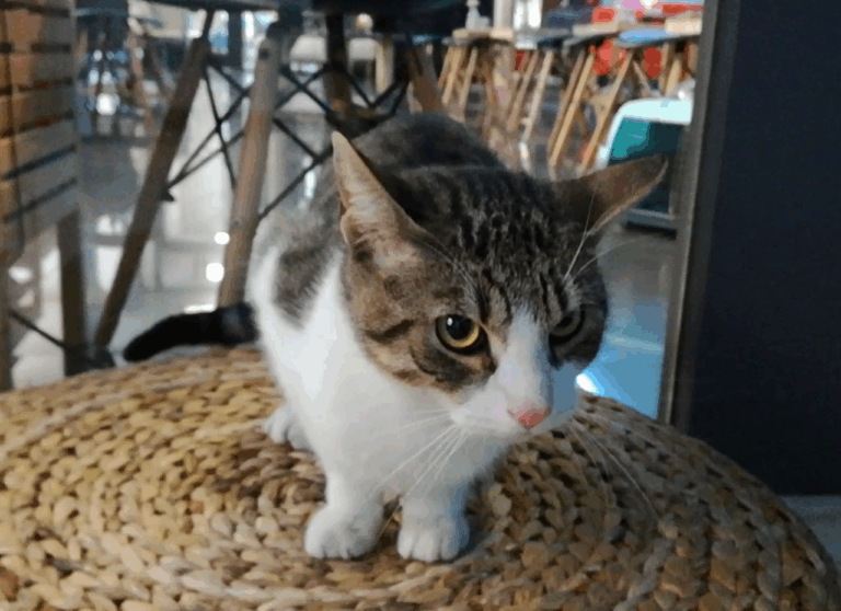 multimedia-foto43236-99-5