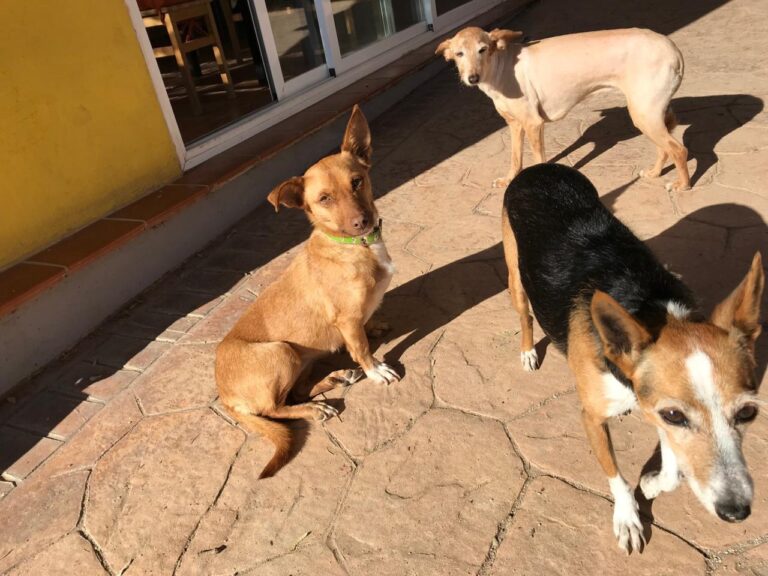 multimedia-foto43423-450-3