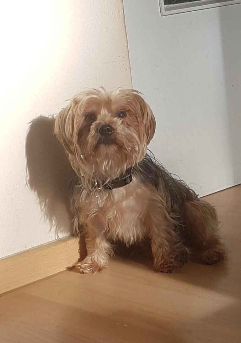 multimedia-foto43444-767-3