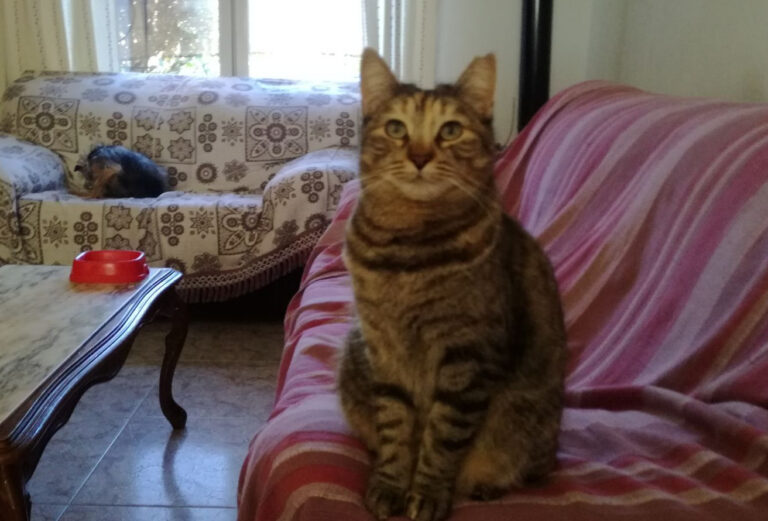 multimedia-foto43464-860-3