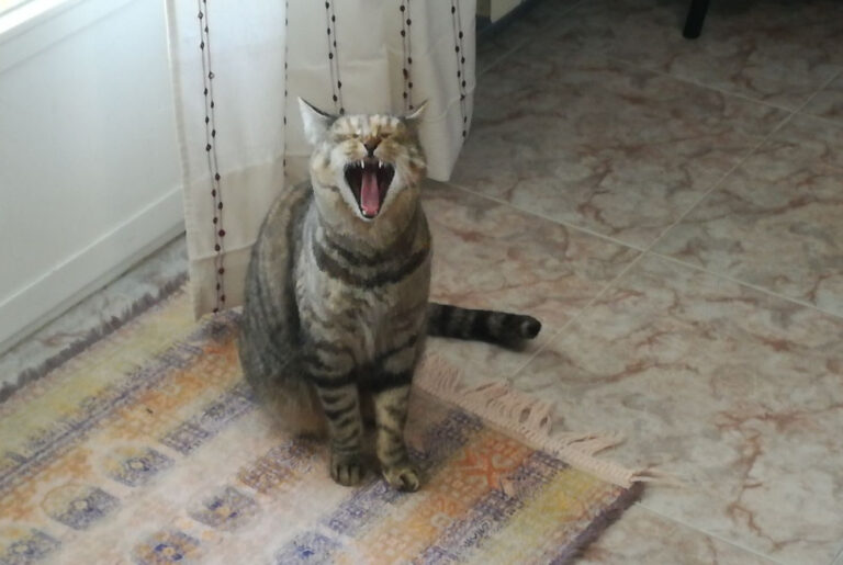 multimedia-foto43465-861-3