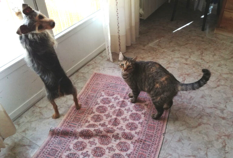 multimedia-foto43466-170-3