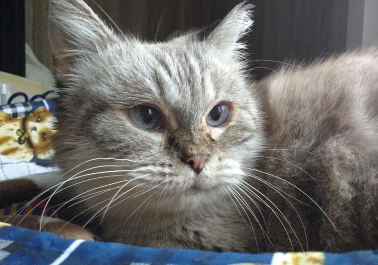 multimedia-foto43472-749-3