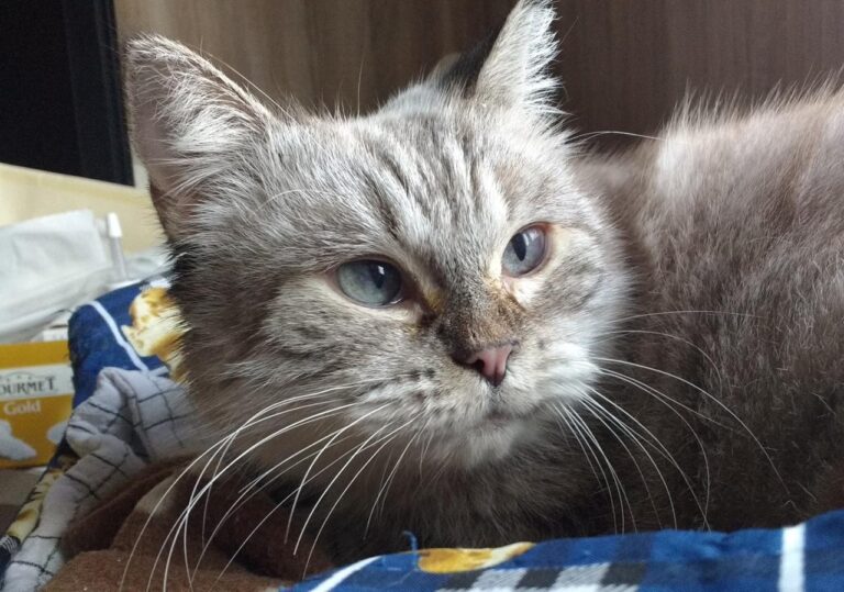 multimedia-foto43475-781-3