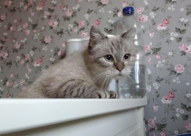 multimedia-foto43476-782-3