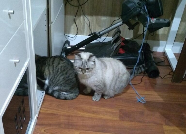 multimedia-foto43477-783-3