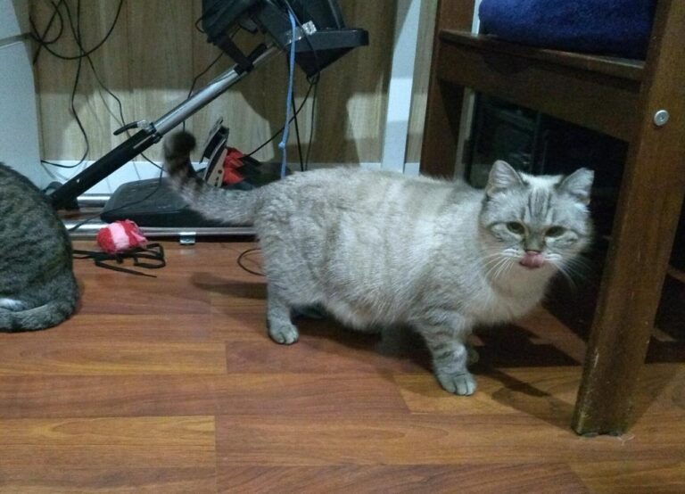 multimedia-foto43478-783-3