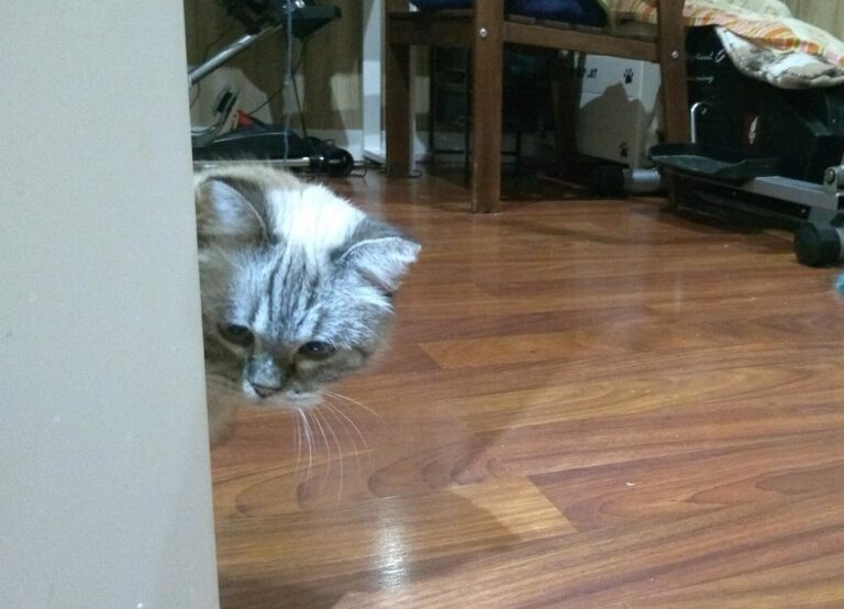 multimedia-foto43481-822-3