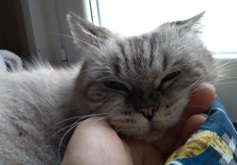 multimedia-foto43484-856-3