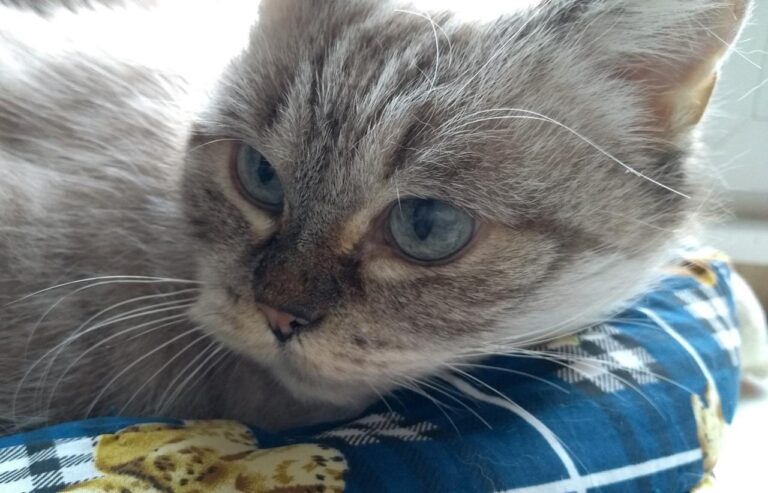 multimedia-foto43487-894-3