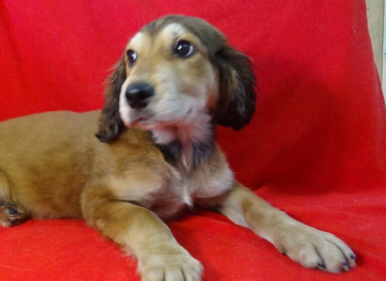 multimedia-foto43532-743-3