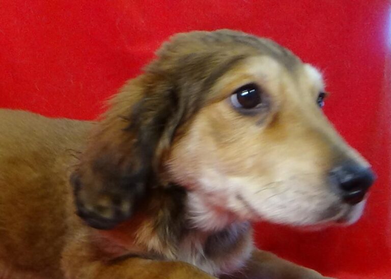 multimedia-foto43533-744-3