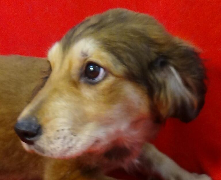 multimedia-foto43534-744-3