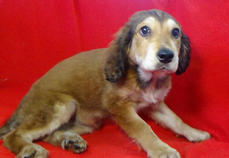 multimedia-foto43535-745-3