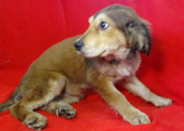 multimedia-foto43536-773-3