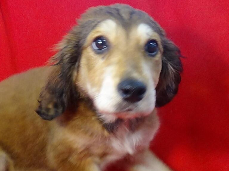 multimedia-foto43537-773-3