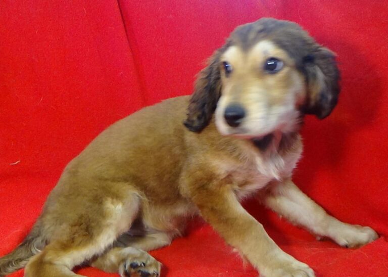 multimedia-foto43538-774-3