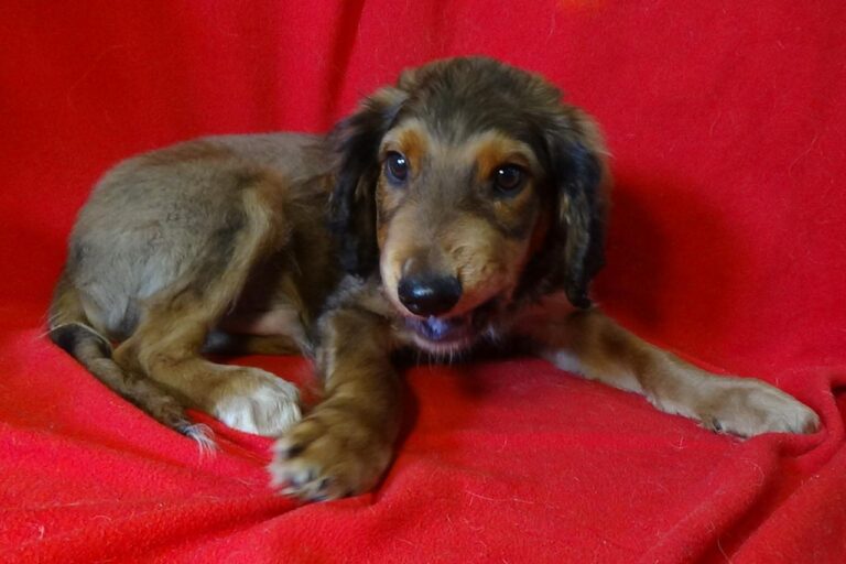 multimedia-foto43539-804-3