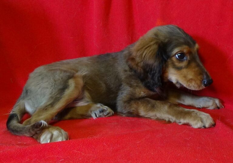 multimedia-foto43540-805-3