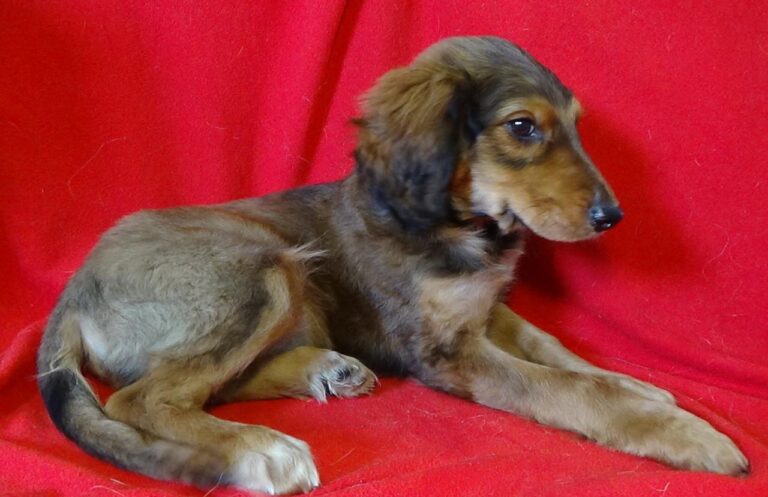 multimedia-foto43541-805-3