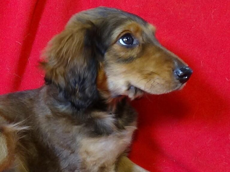 multimedia-foto43542-806-3