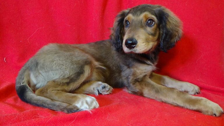 multimedia-foto43543-834-3